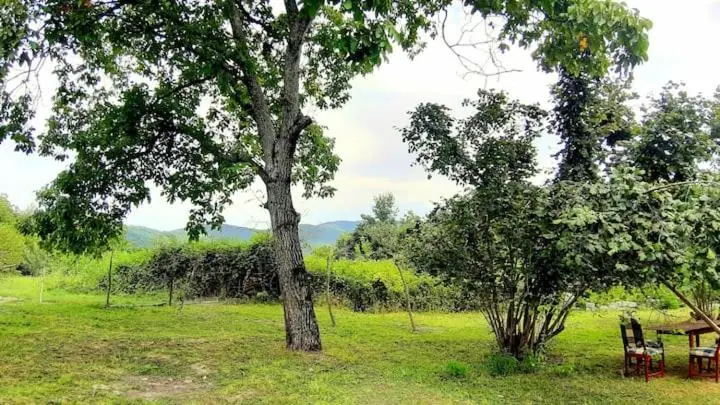 Old oak under the Mountain.