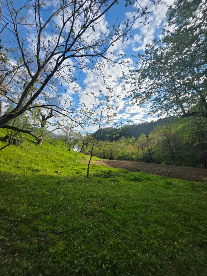 Small Forest