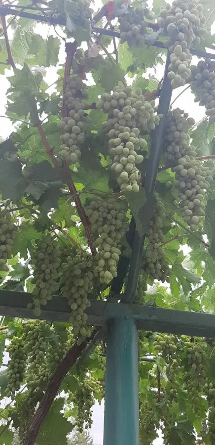 Anasera