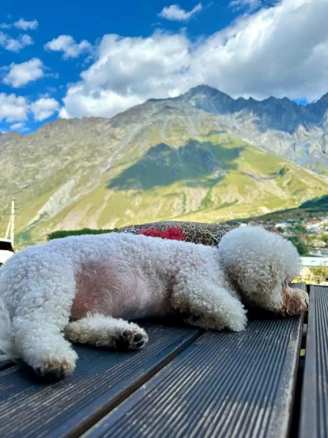 Tiny House Kazbegi