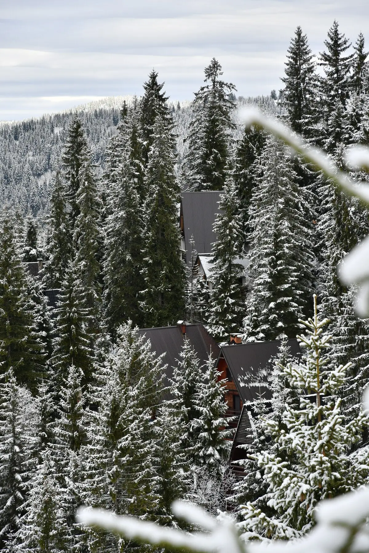 Vlasic Cabin