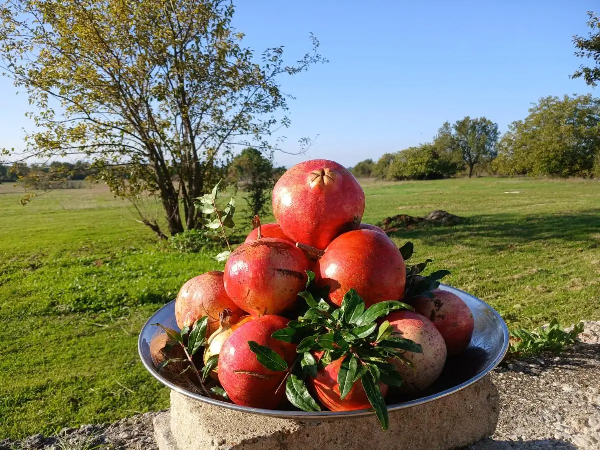 Zavičajna kuća Šakota - Kozice