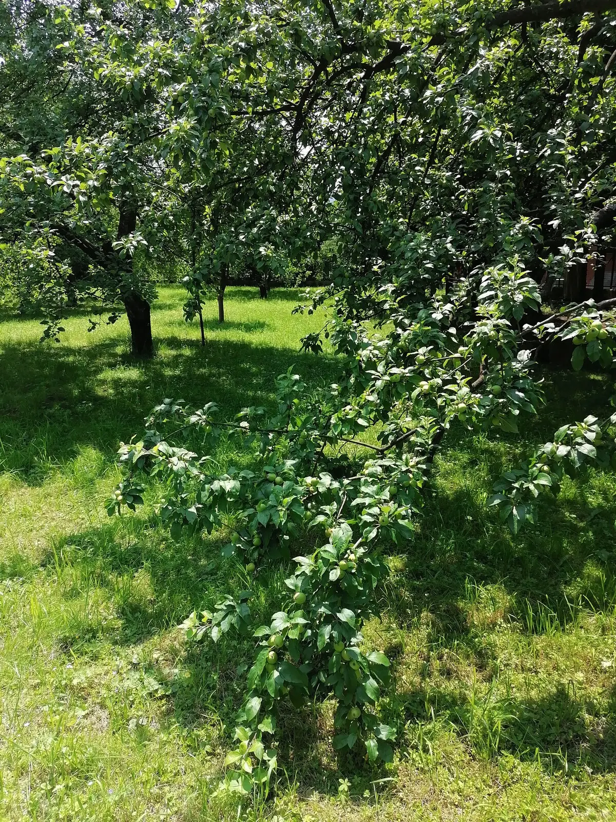 Villa Nora Garden