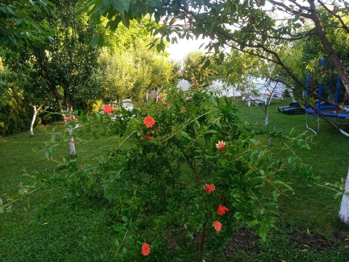 Apartmani Jasmina 2