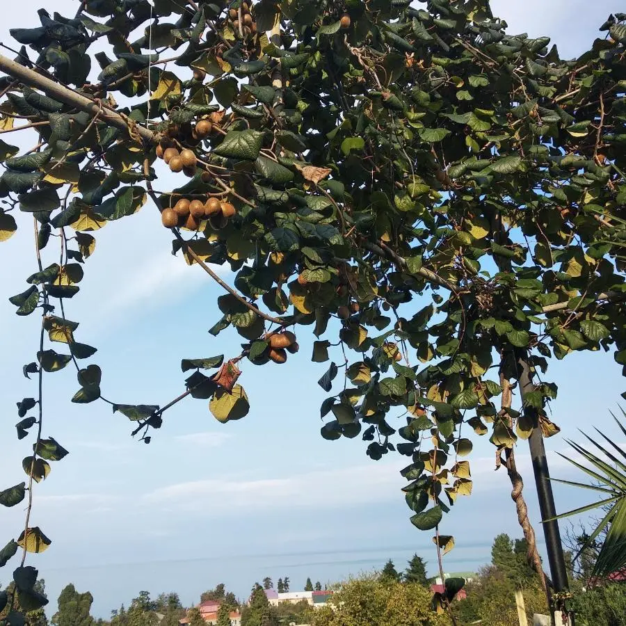 Kemeni Garden