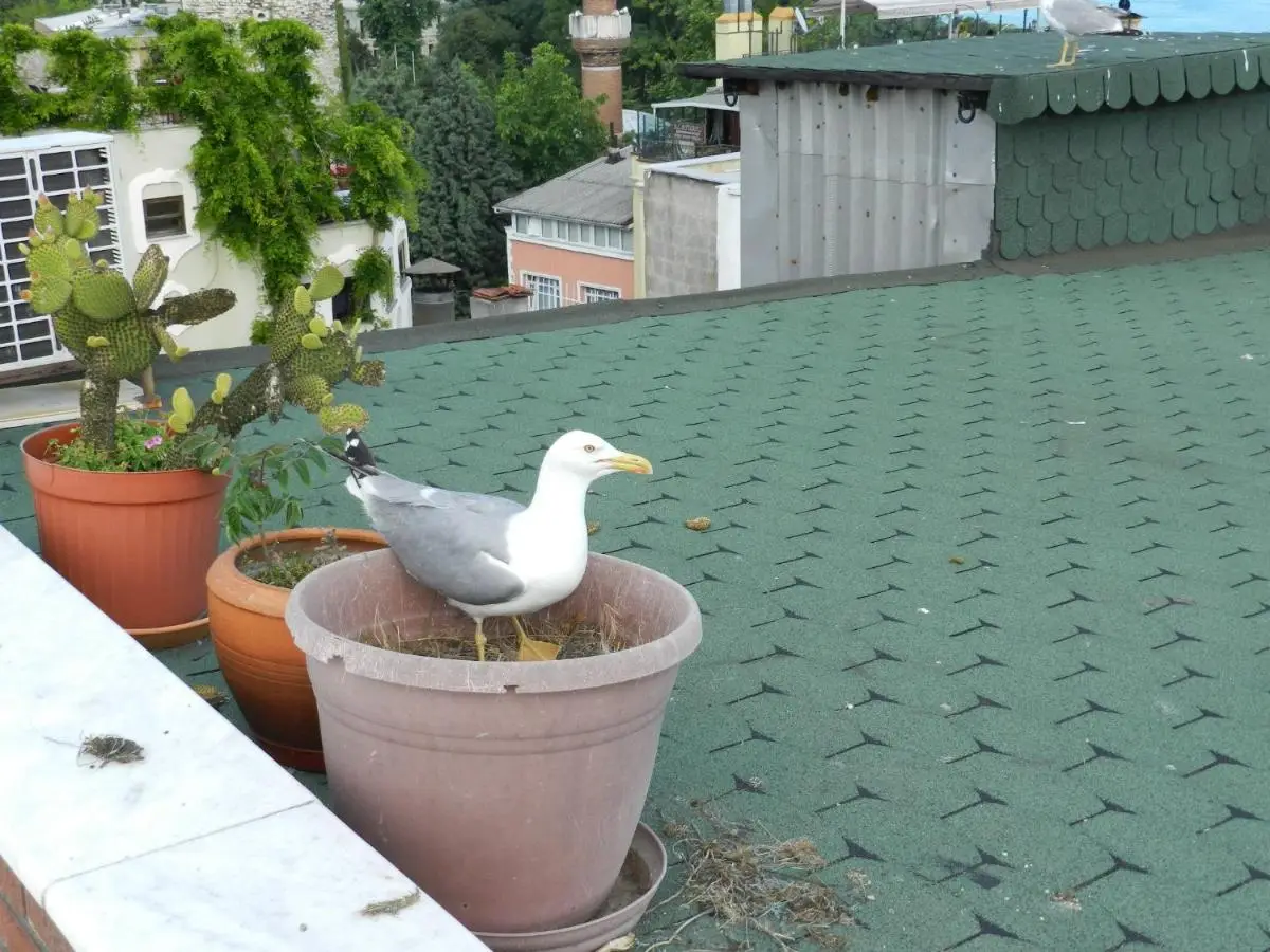 Berk Guest House - Grandma's House