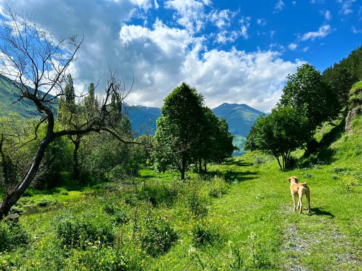 Sno Woodland