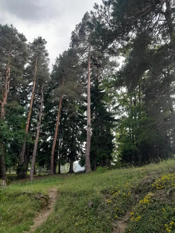 Sabauri