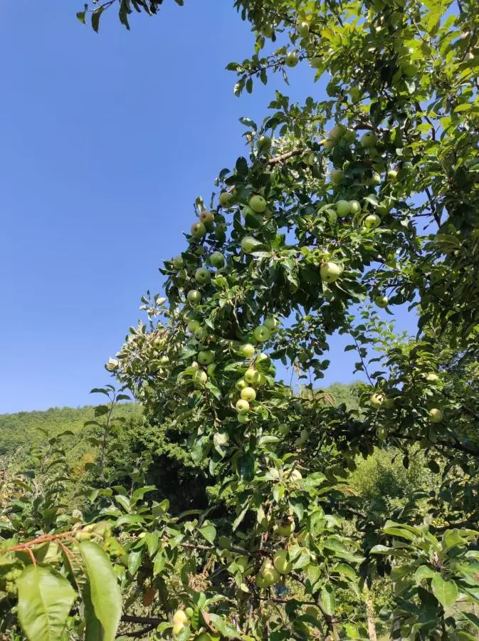 Villa Lux Nature