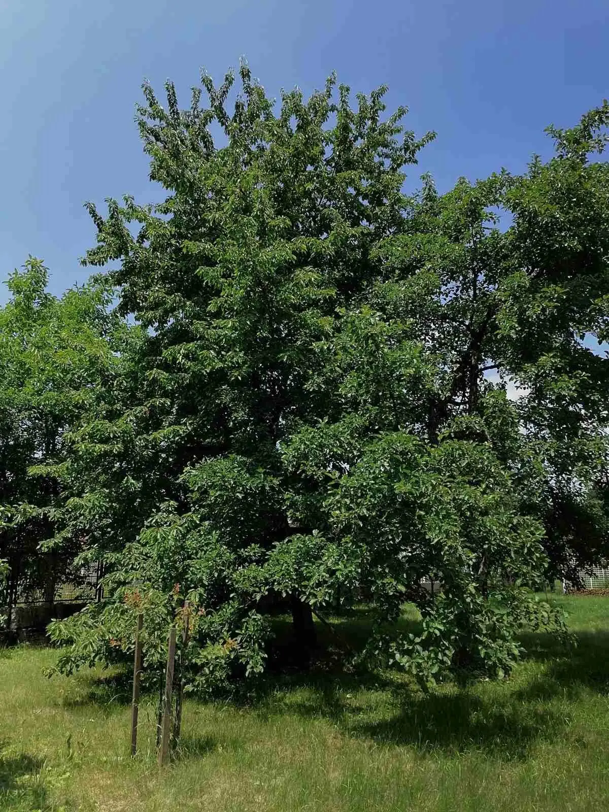 Villa Nora Garden