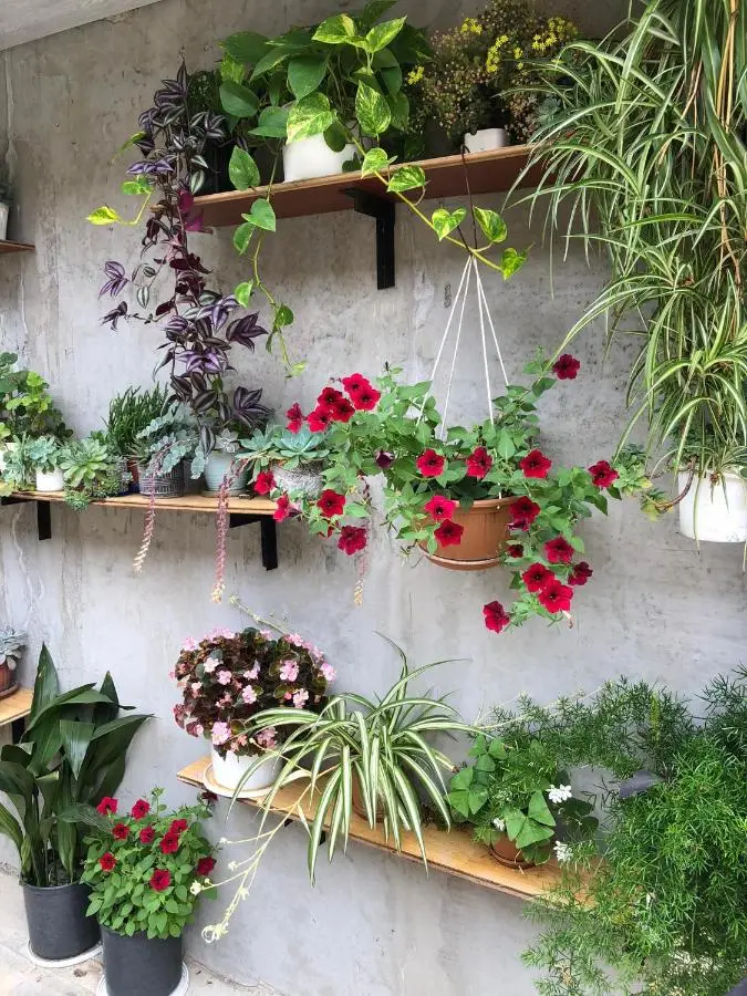 House of greenery