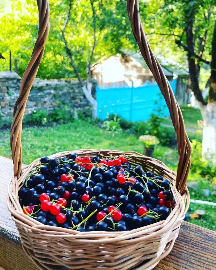 ლენტეხის მთის სასტუმრო - Lentekhi Mountain Inn