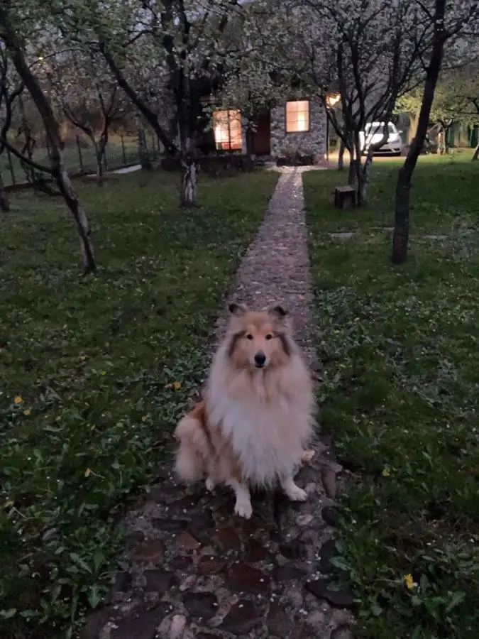 COUNTRY HOUSE