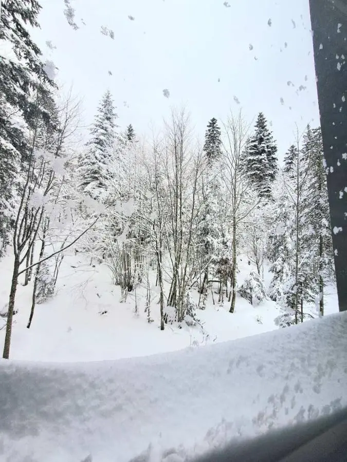 Pine Forest Magic