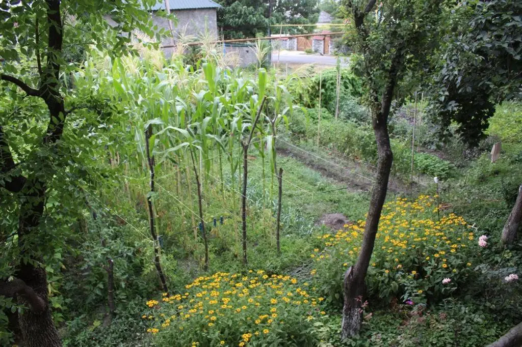 Green Corner