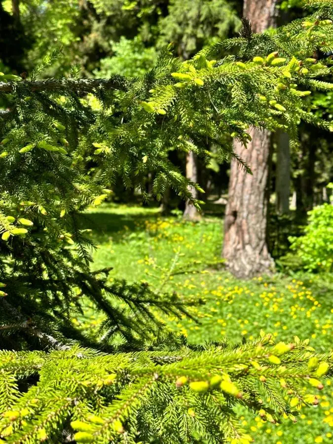 Green Mountain Borjomi