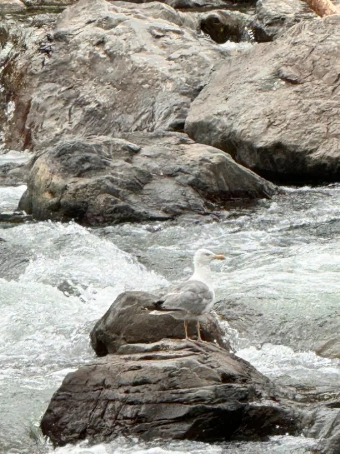 Cottage Kedkedi Machakhela