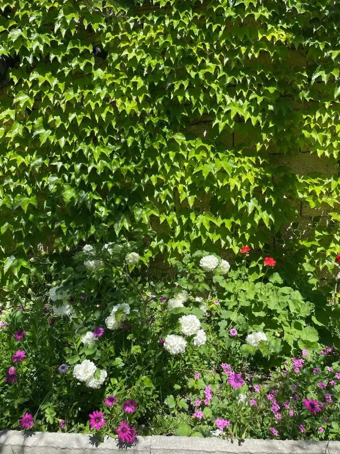 Guest House Miracle Garden