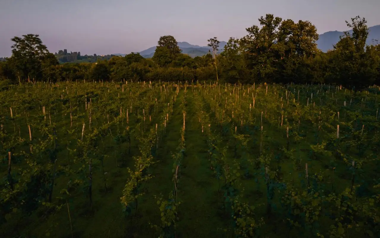Menabde Winery