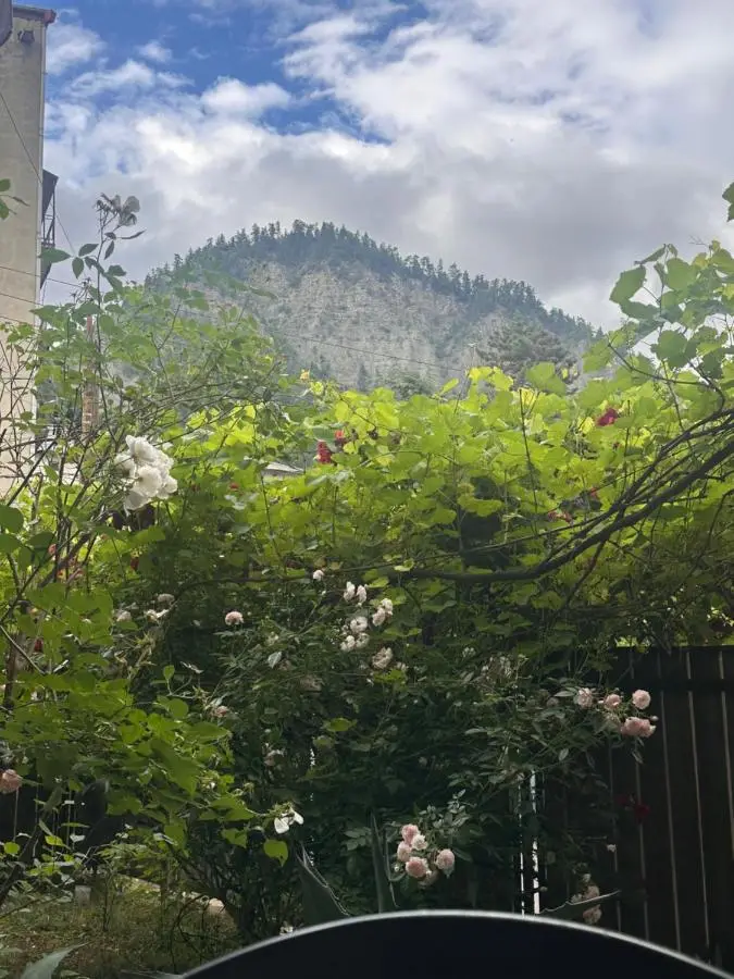 Borjomi Central