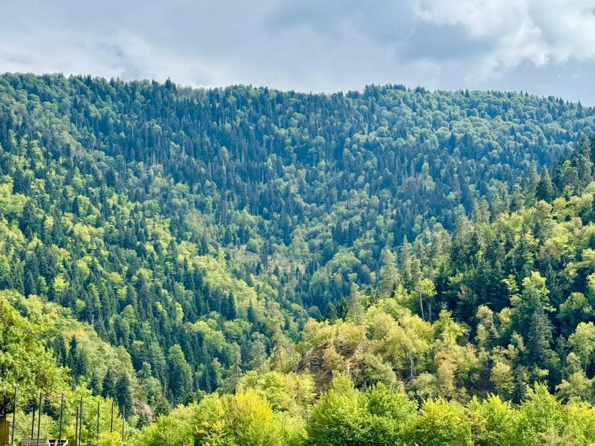 Buddy House Borjomi