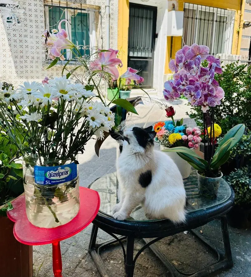Viva Istanbul
