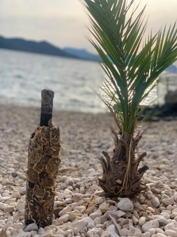 Feral Beach