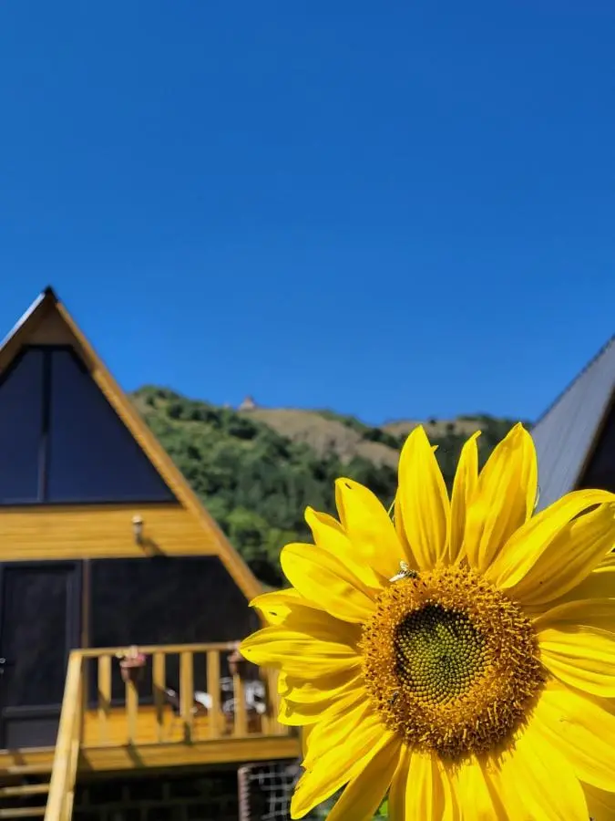 Pine Chalet Kazbegi