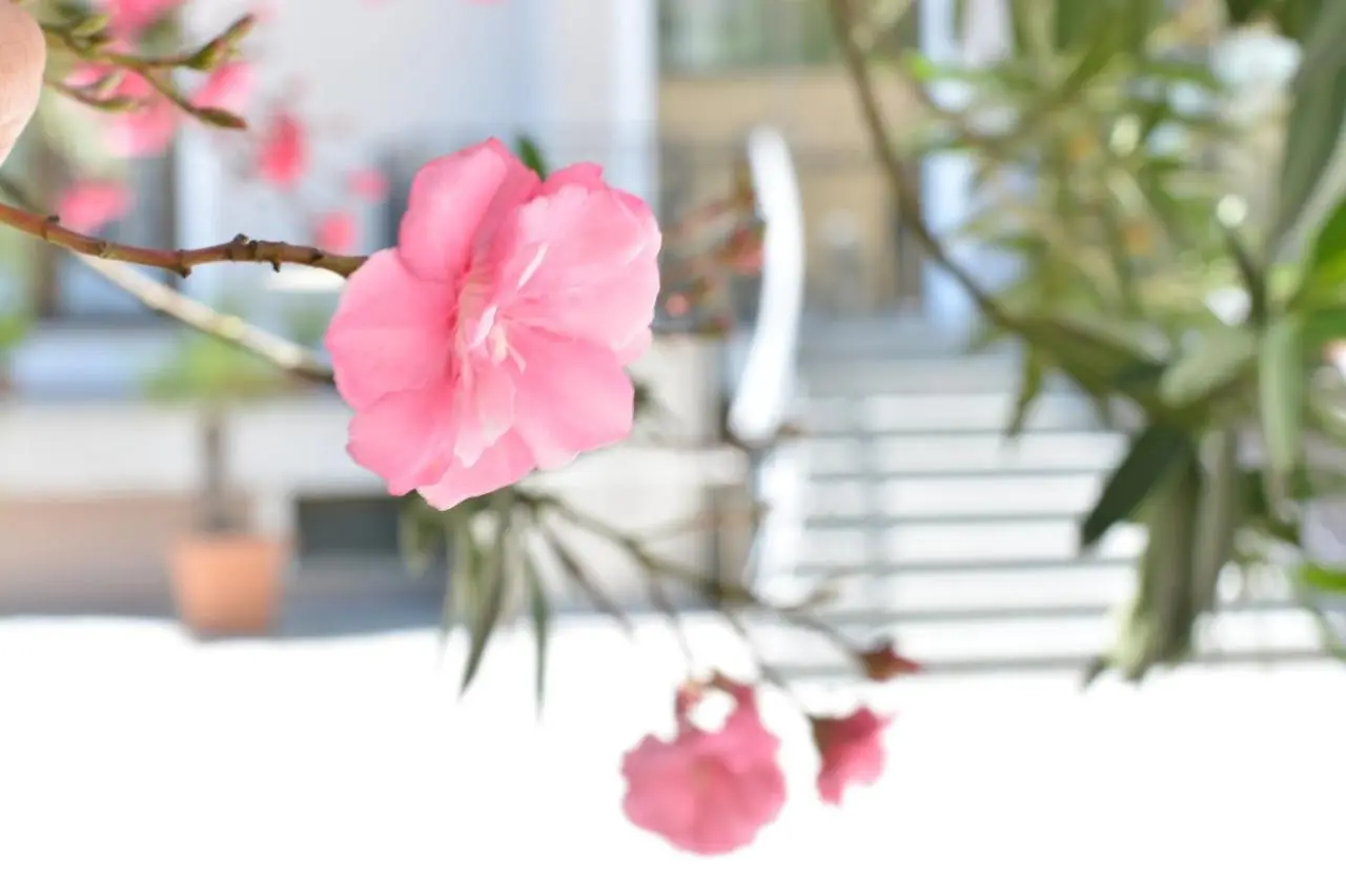 Boutique Hotel Argo