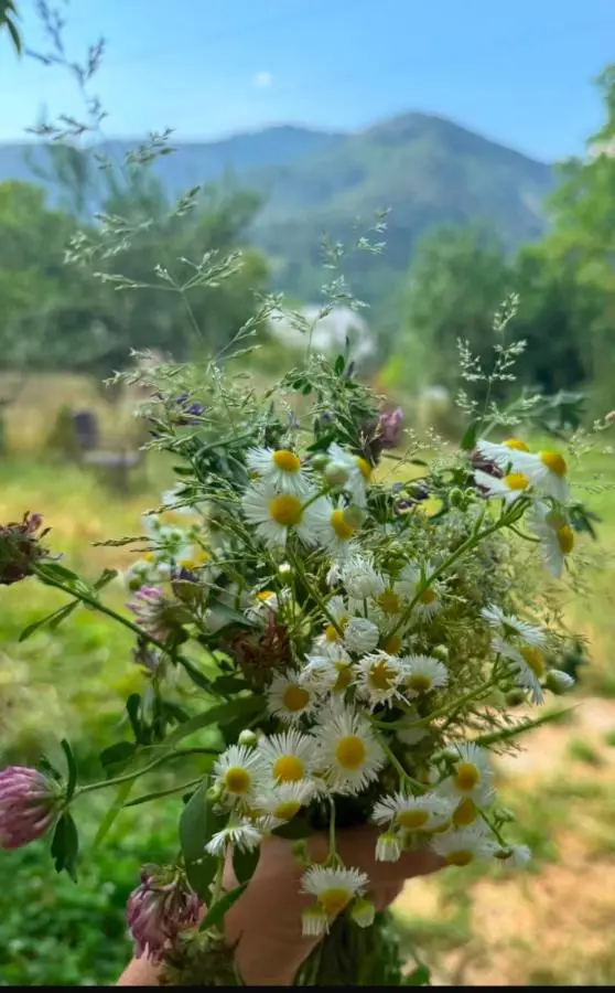 Wonderwood Borjomi Cottage