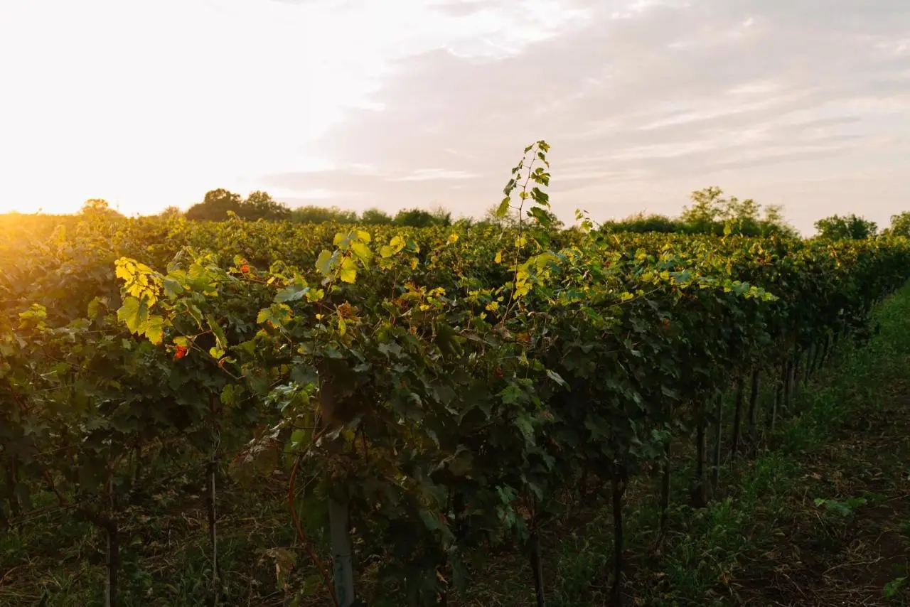 Vazisubani Estate