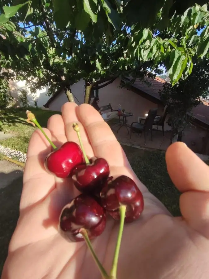 Guest House Lejla