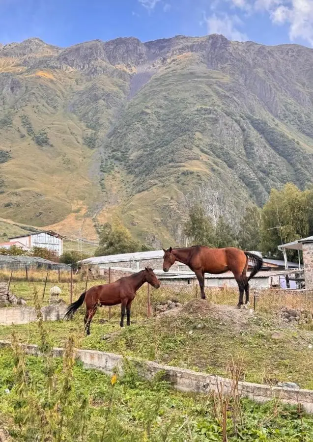 Edelweiss Cottage Kazbegi Mountain Views Near Gergeti