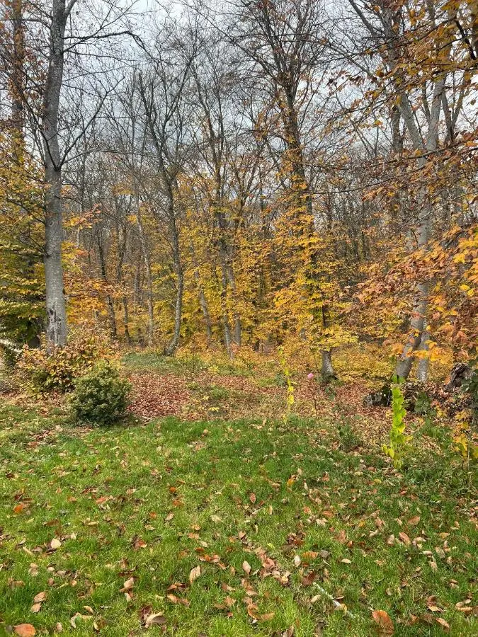 CHALET WOODS GUSAR