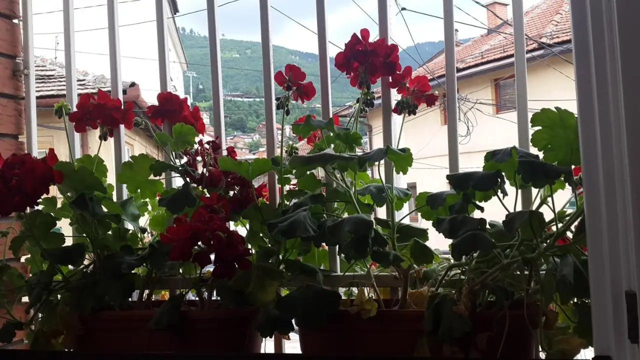 Little Paradise