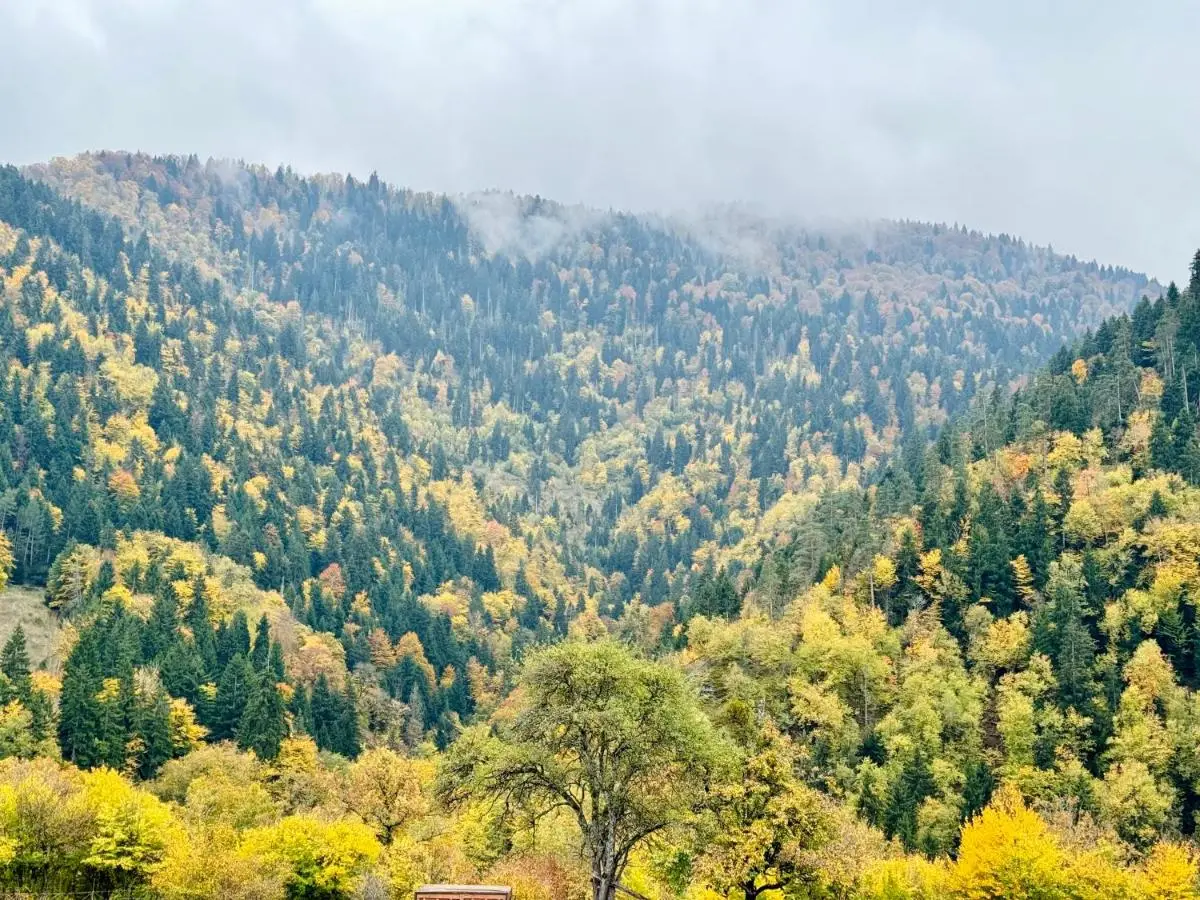 Buddy House Borjomi