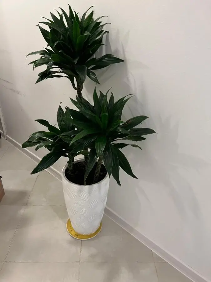 Apple cozy hotel