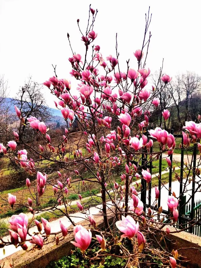 Sarajevo Flower Garden - Entire House & Private Garden