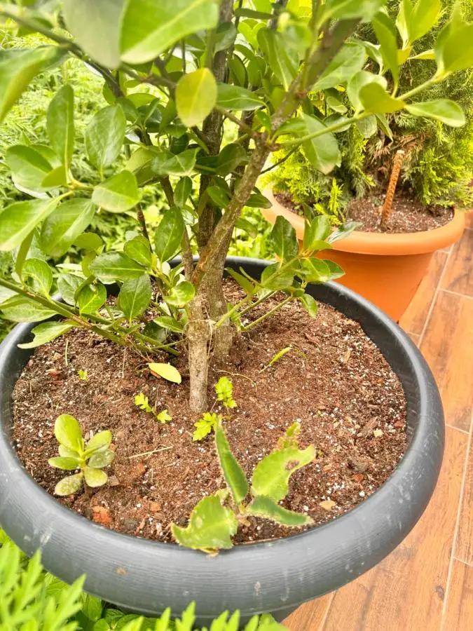 Cottage Kedkedi Machakhela