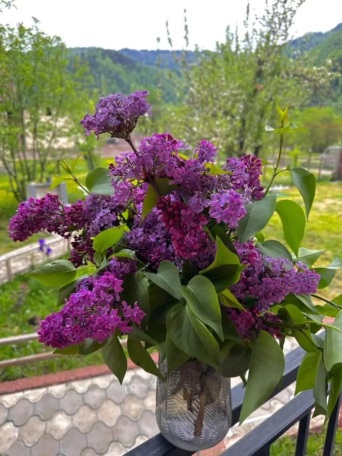 Green Mountain Borjomi