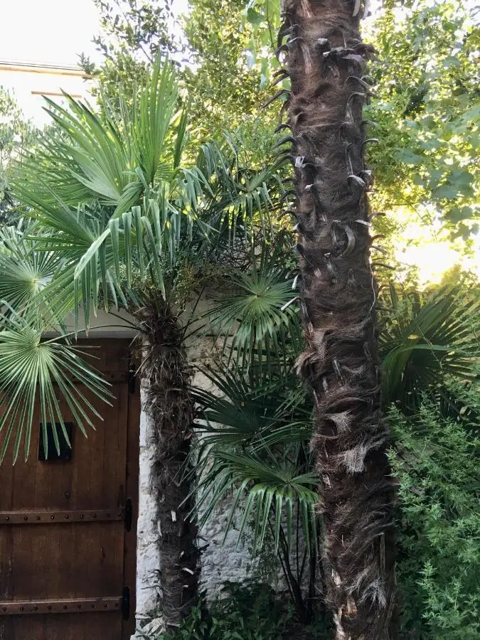 Palmera