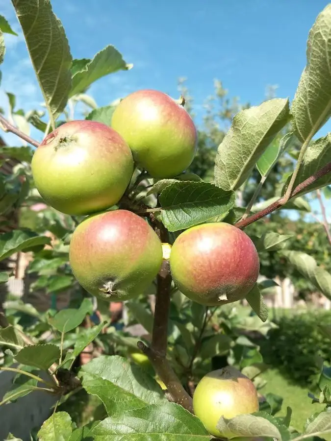 Kuca za odmor Amber