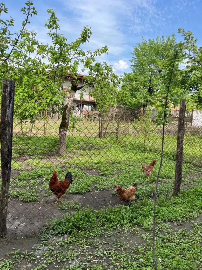 Guest House Sveta