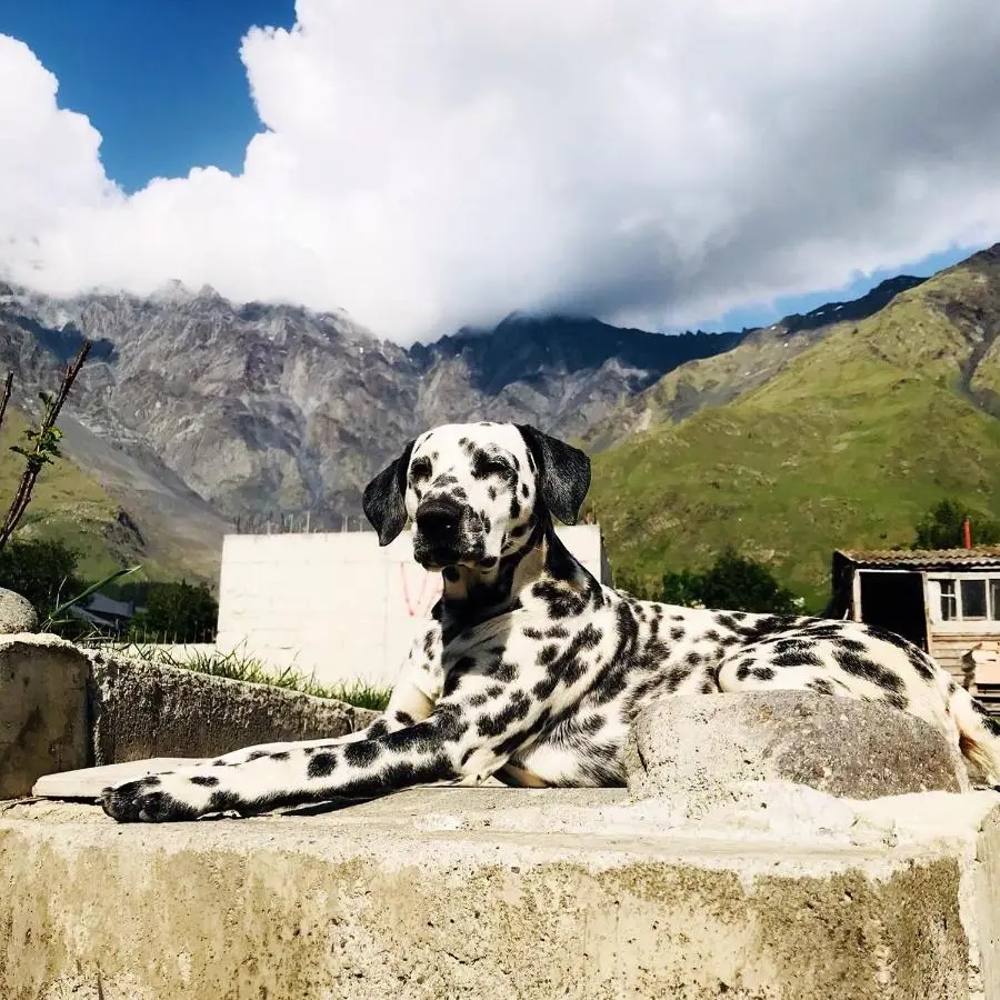 Vache Hotel