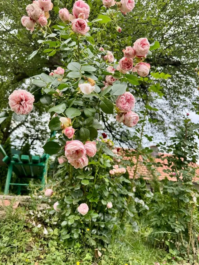 Sarajevo Flower Garden - Entire House & Private Garden