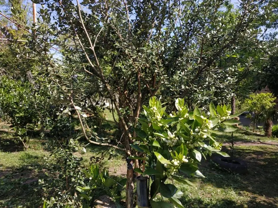 Сибиряк Sibiryak