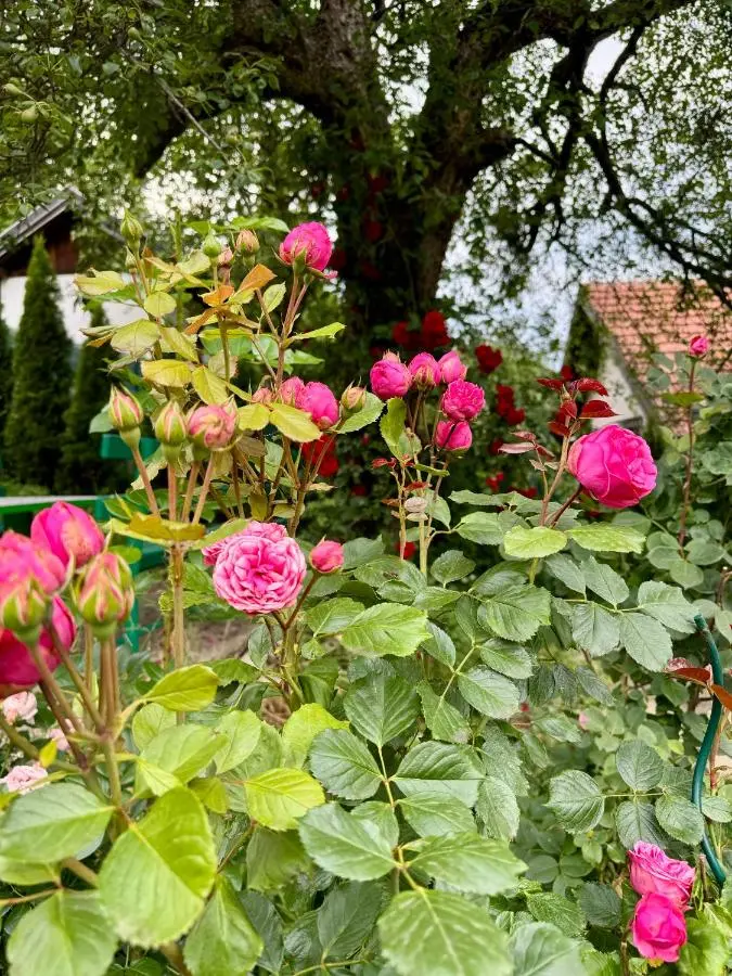 Sarajevo Flower Garden - Entire House & Private Garden