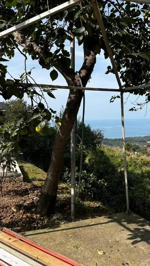 Green Side - Olegi