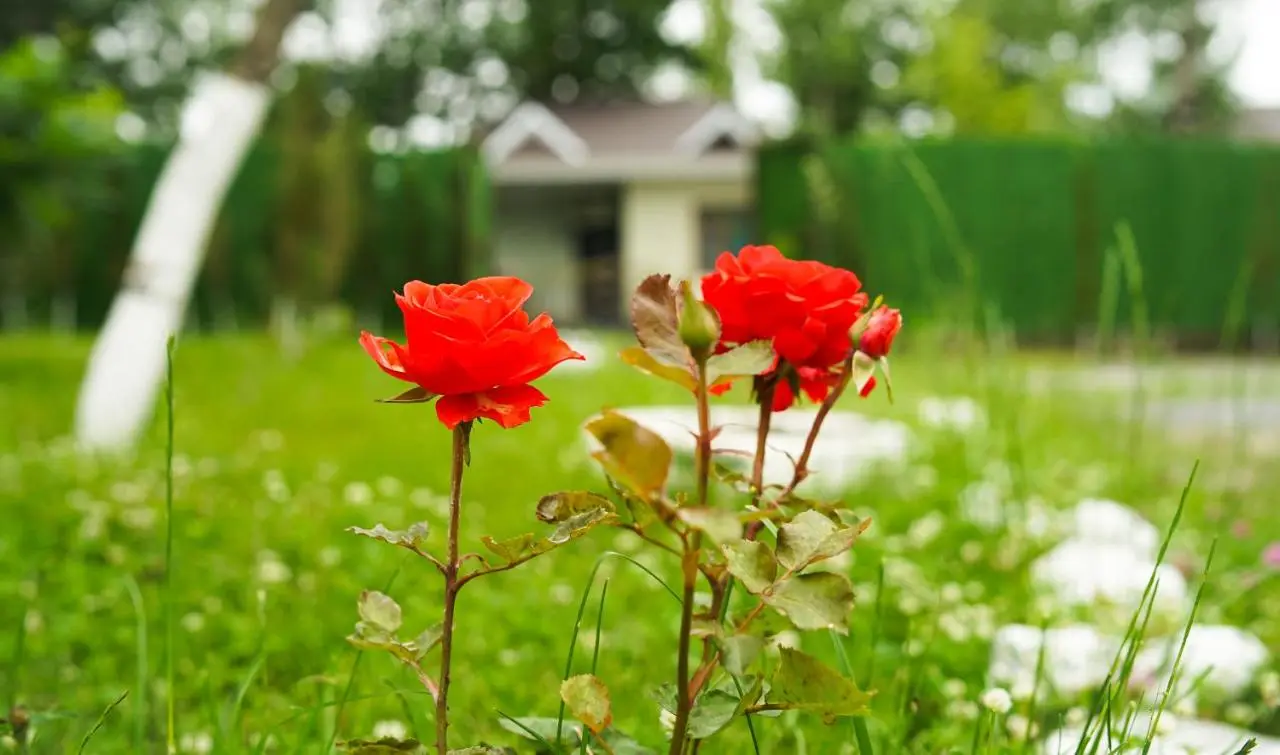 River Garden Gabala -Rooms , Villas