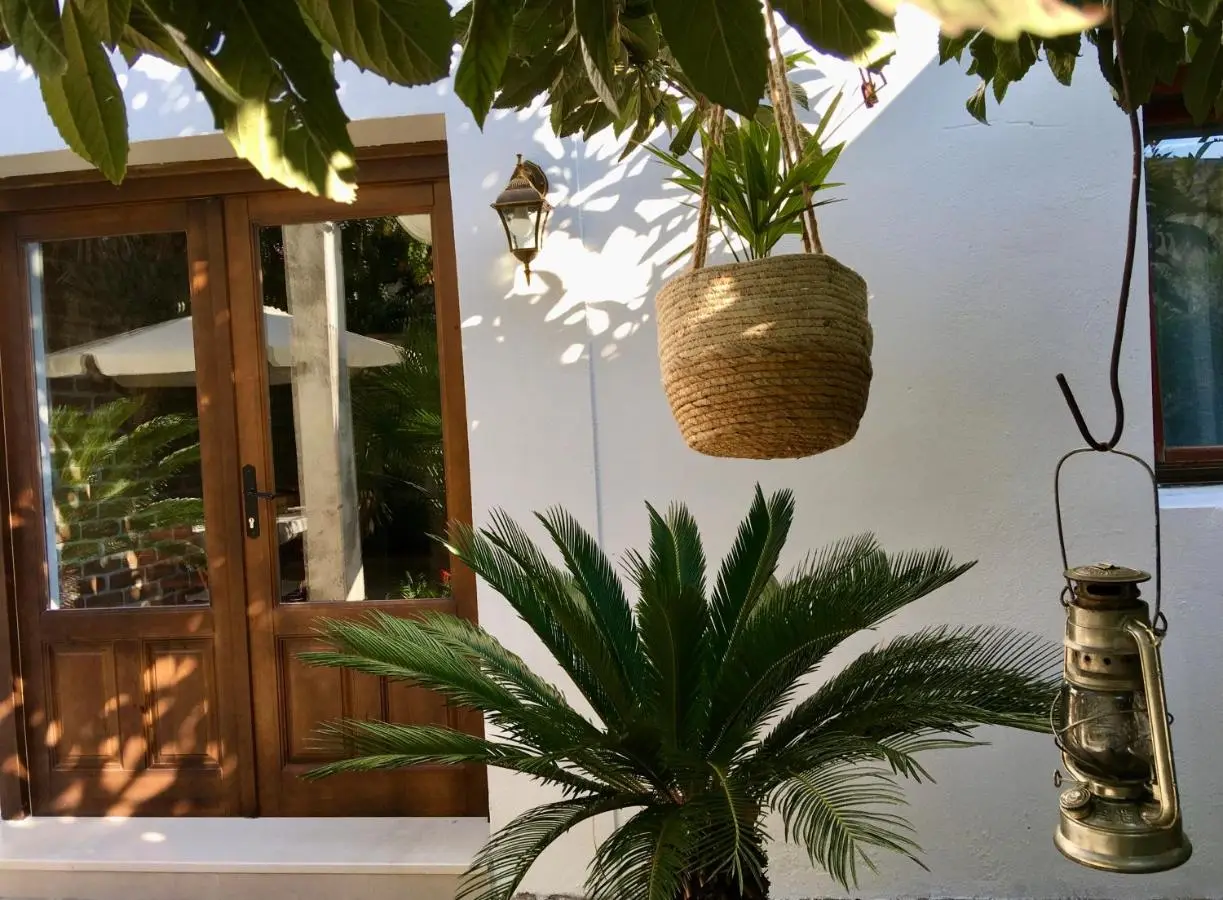 Palmera